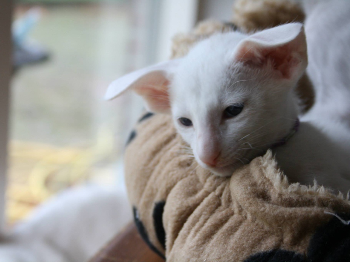 Грустный форин вайт