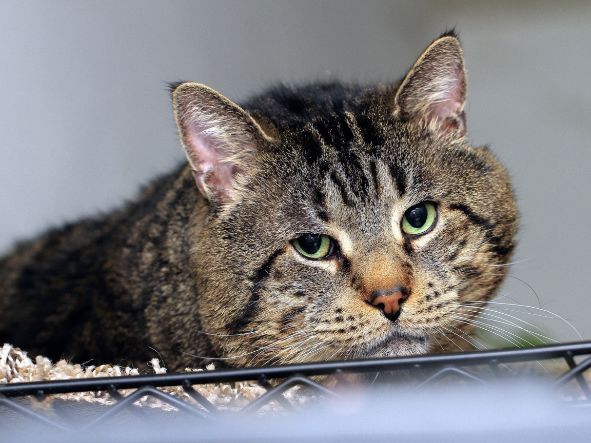 Грустный толстый кот