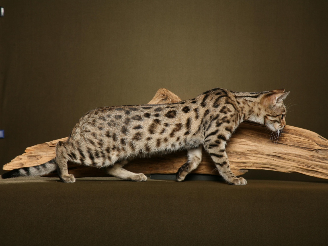 Кошка саванна у сухой ветки