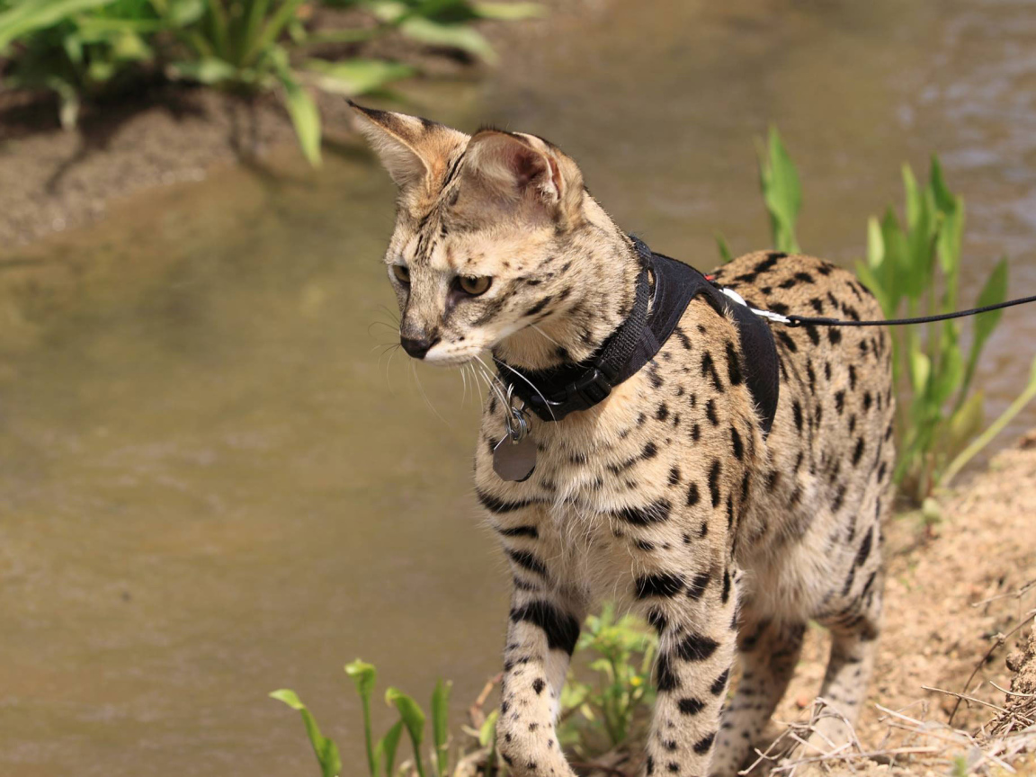 Саванна на поводке