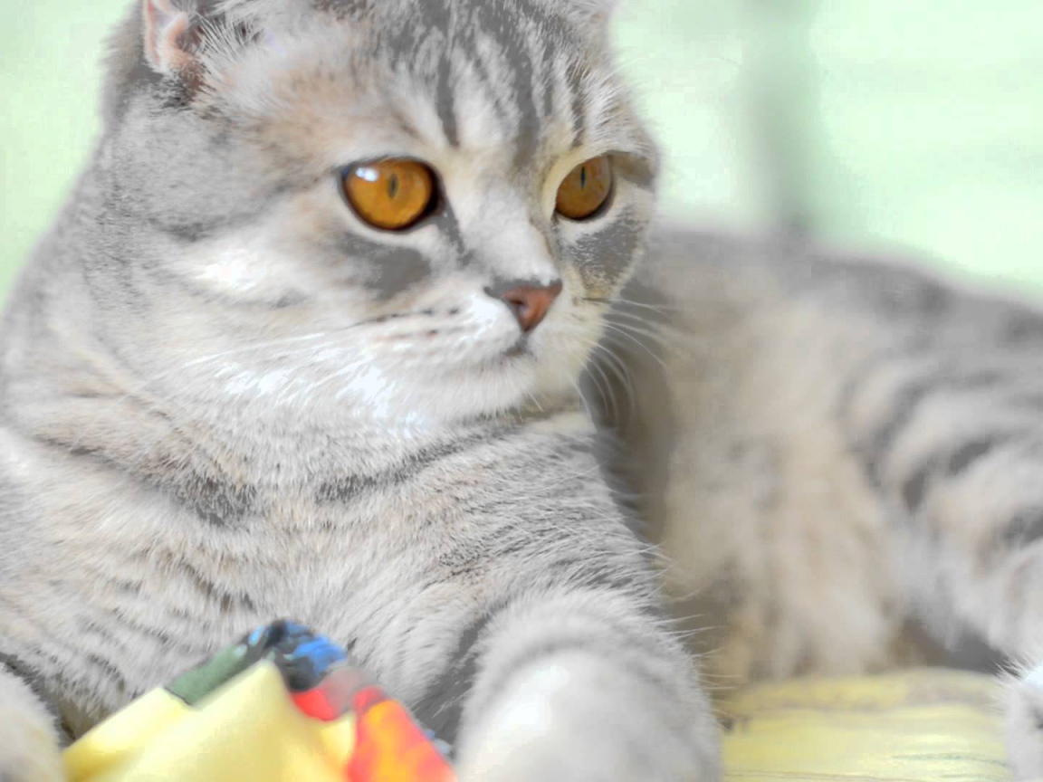 Порода шотландская кошка