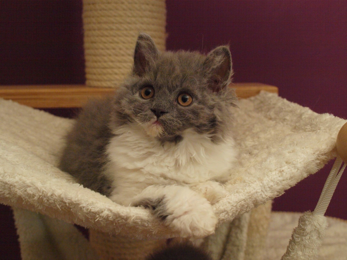 Селкирк рекс в гамаке