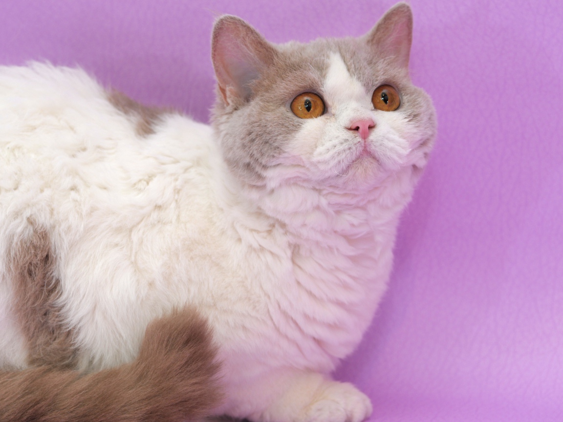 Селкирк рекс на сиреневом фоне