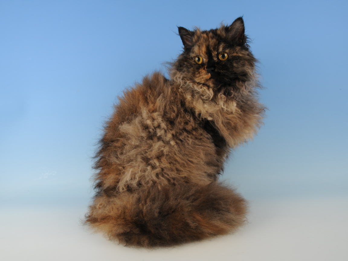 Лохматый селкирк рекс