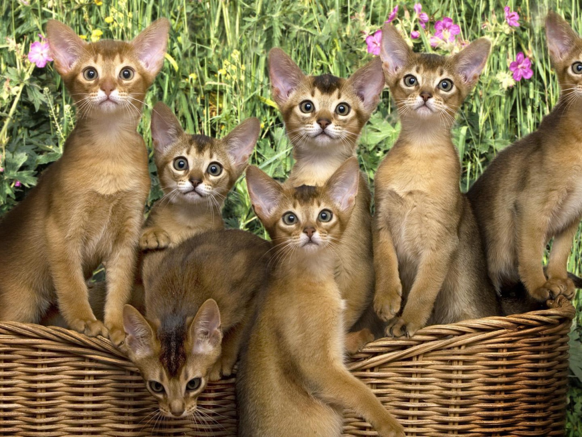 Корзина котят абиссинской породы