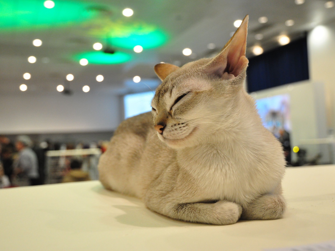 Сингапурская кошка прикрыла глаза