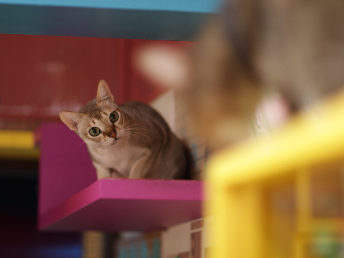 Сингапурская кошка на стуле