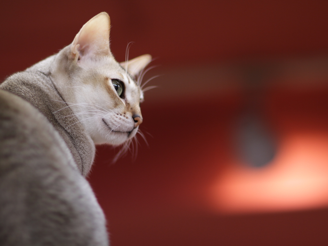 Сингапурская кошка на красном фоне
