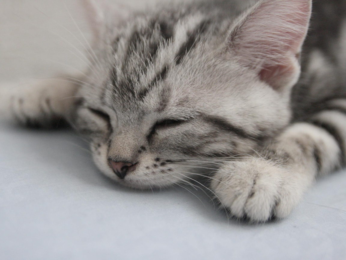 Sleeping kitten American haired cat