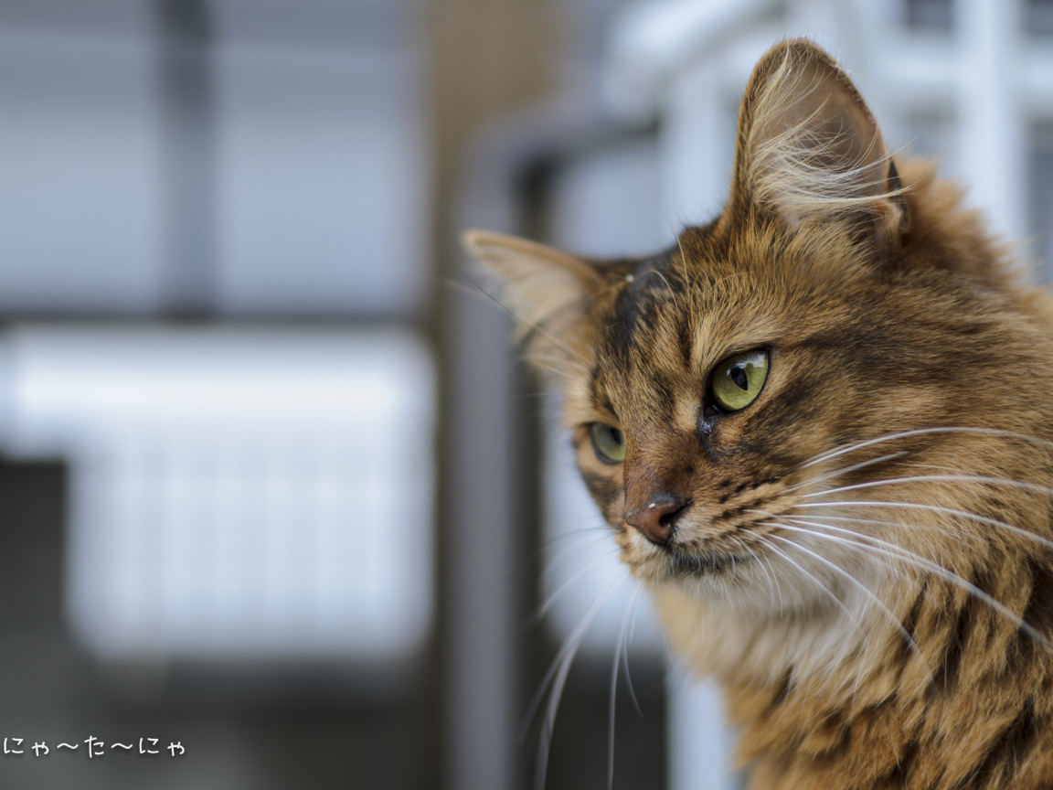 Строгая сомалийская кошка