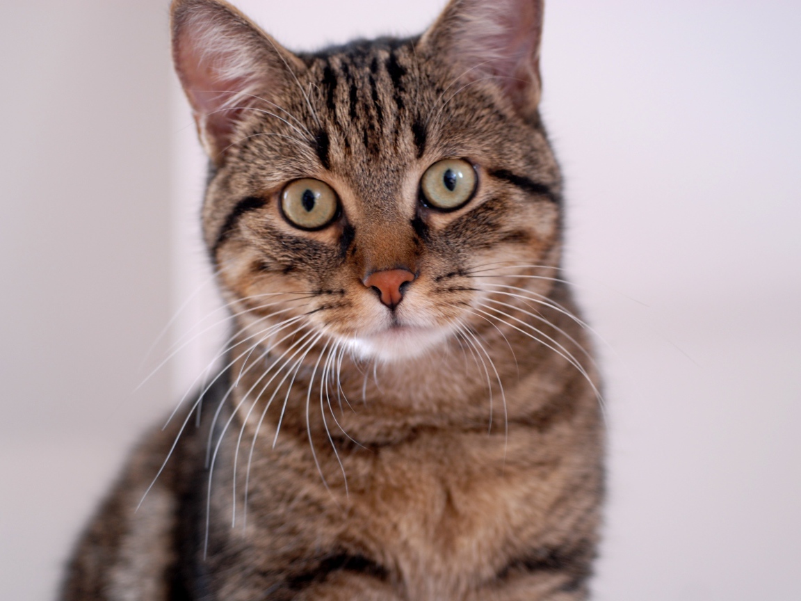 Удивленная европейская короткошерстная кошка