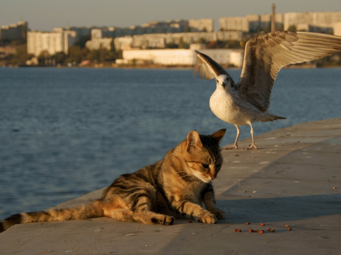 The Seagull and the cat on the shore