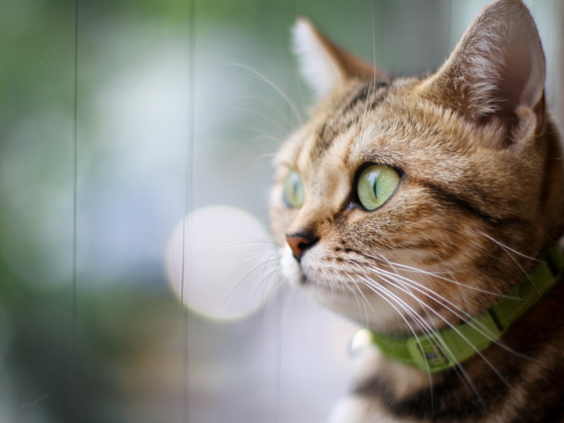 Кот в зеленом ошейнике