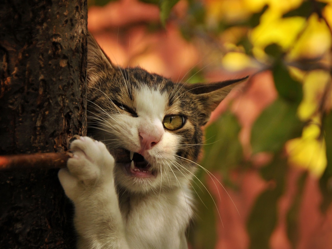 Кот грызет палку