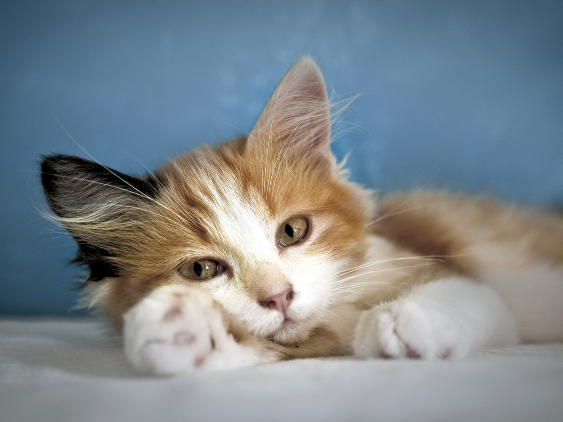 Кошка лежит на лапе