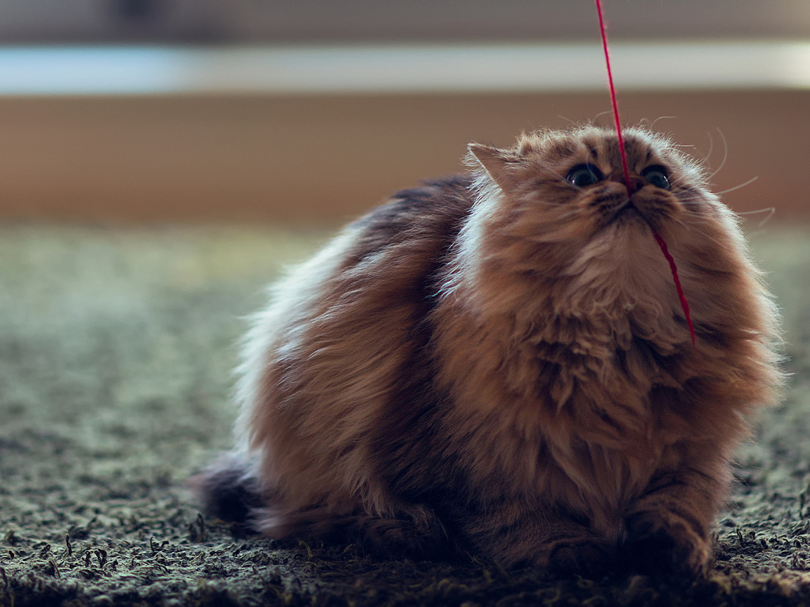 Кот тянет нитку