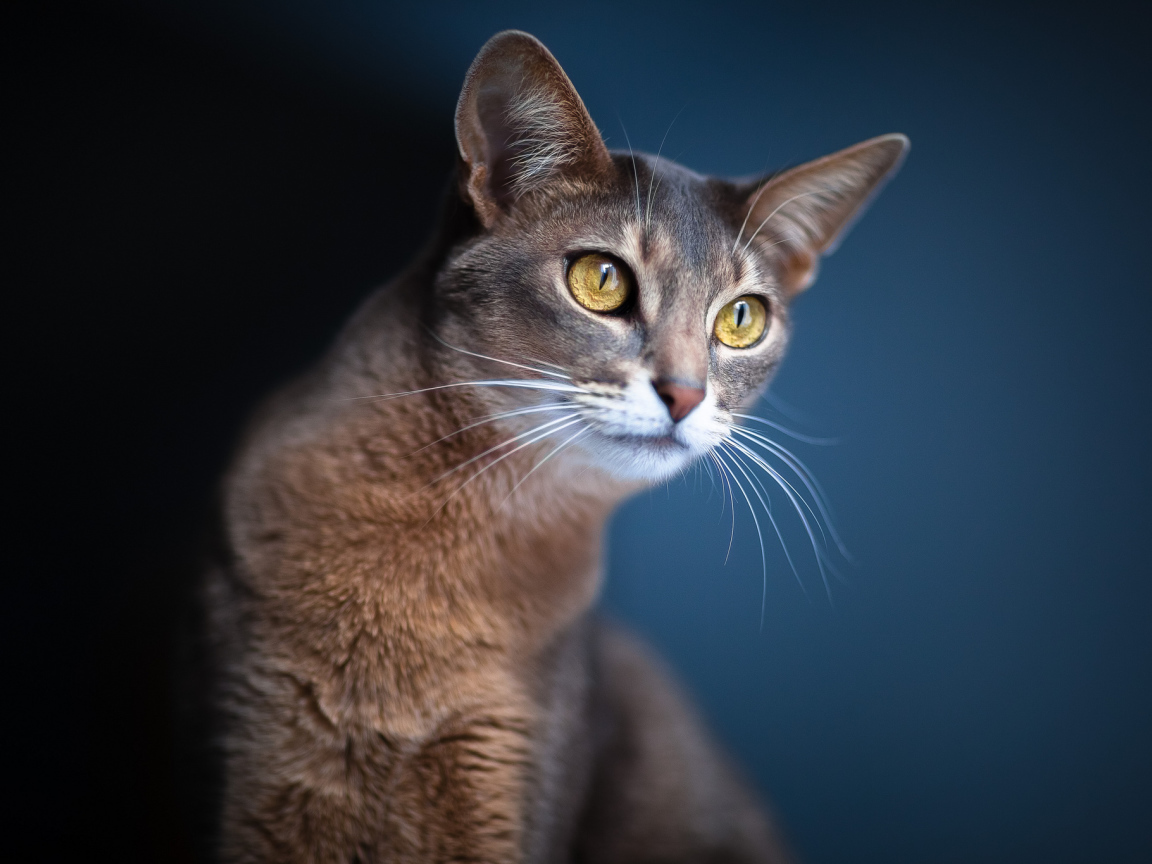 Кошка подняла уши