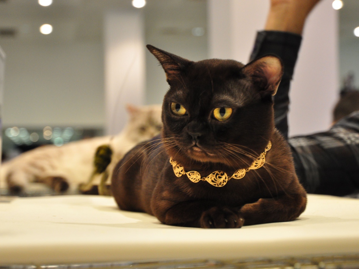 Украшение на бурманской кошке