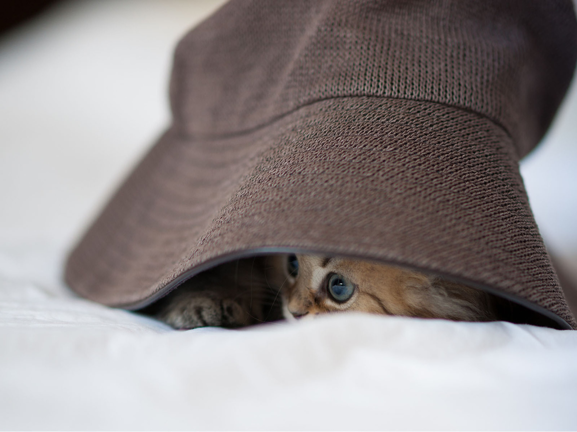 Котенок под шляпой