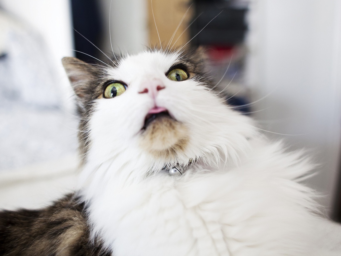 Удивленная морда кота