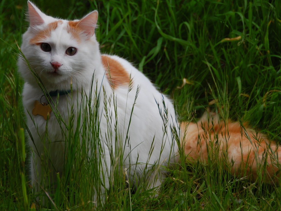Турецкий ван на природе