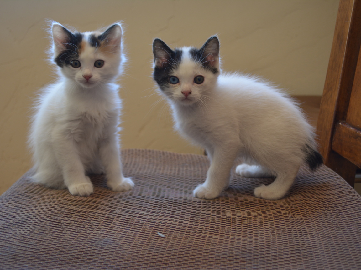 Два котенка японского бобтейла