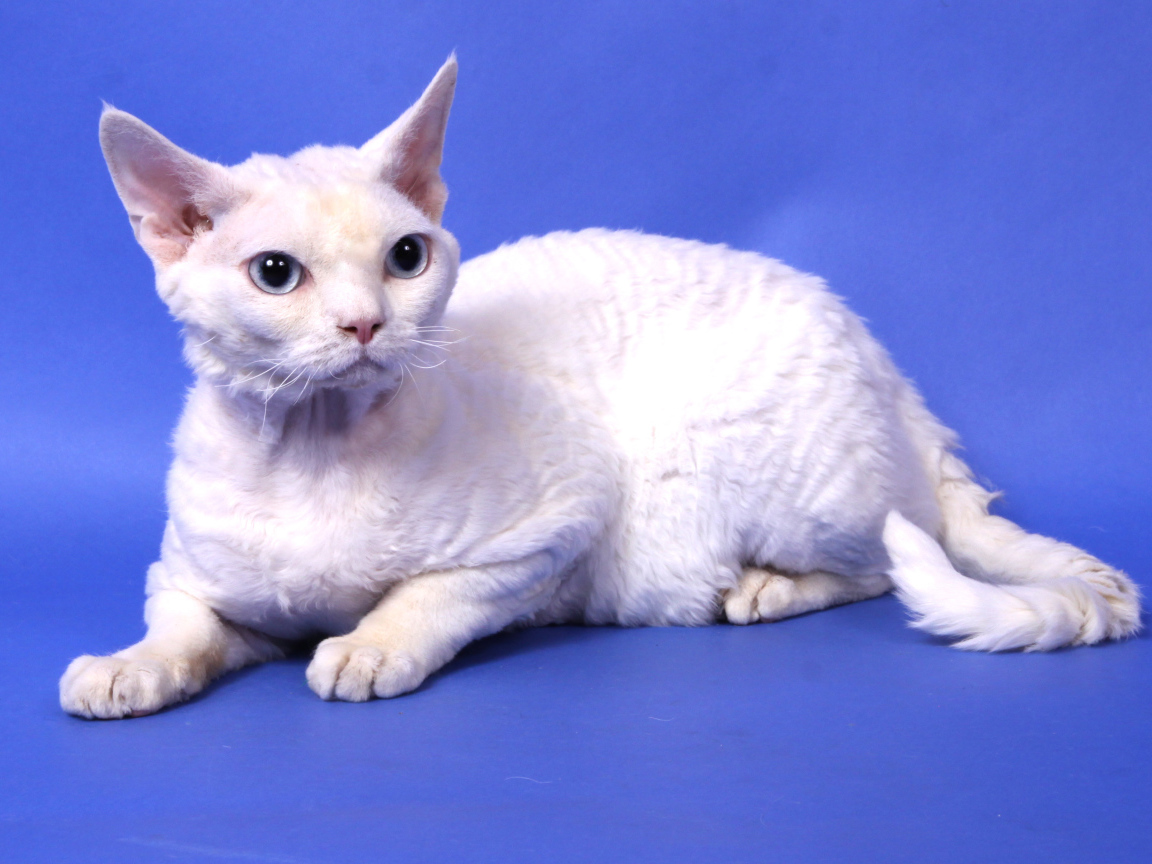 Белый девон-рекс