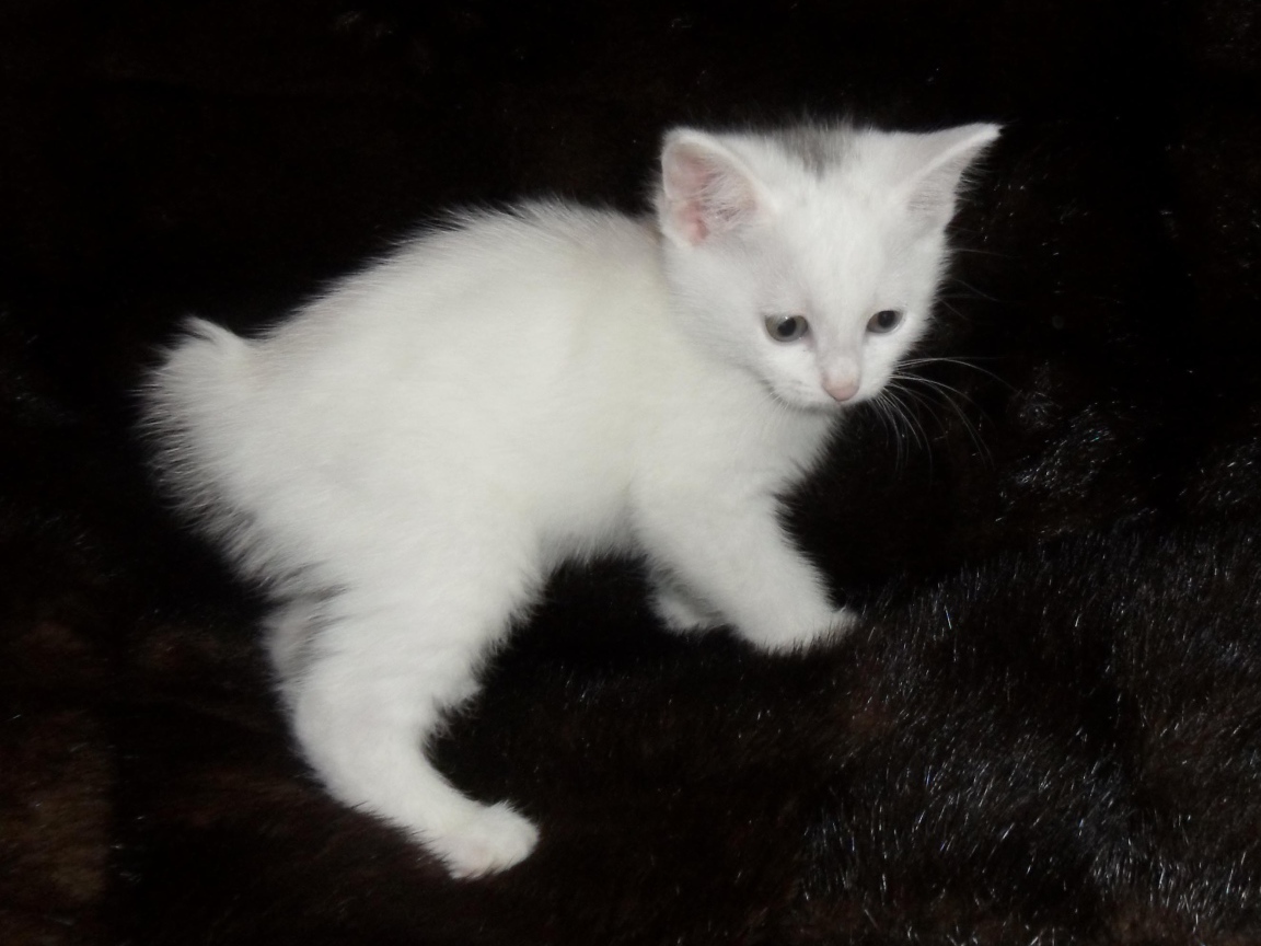 Белый котенок курильского бобтейла