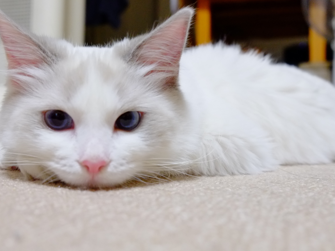 Белый рэгдолл на полу