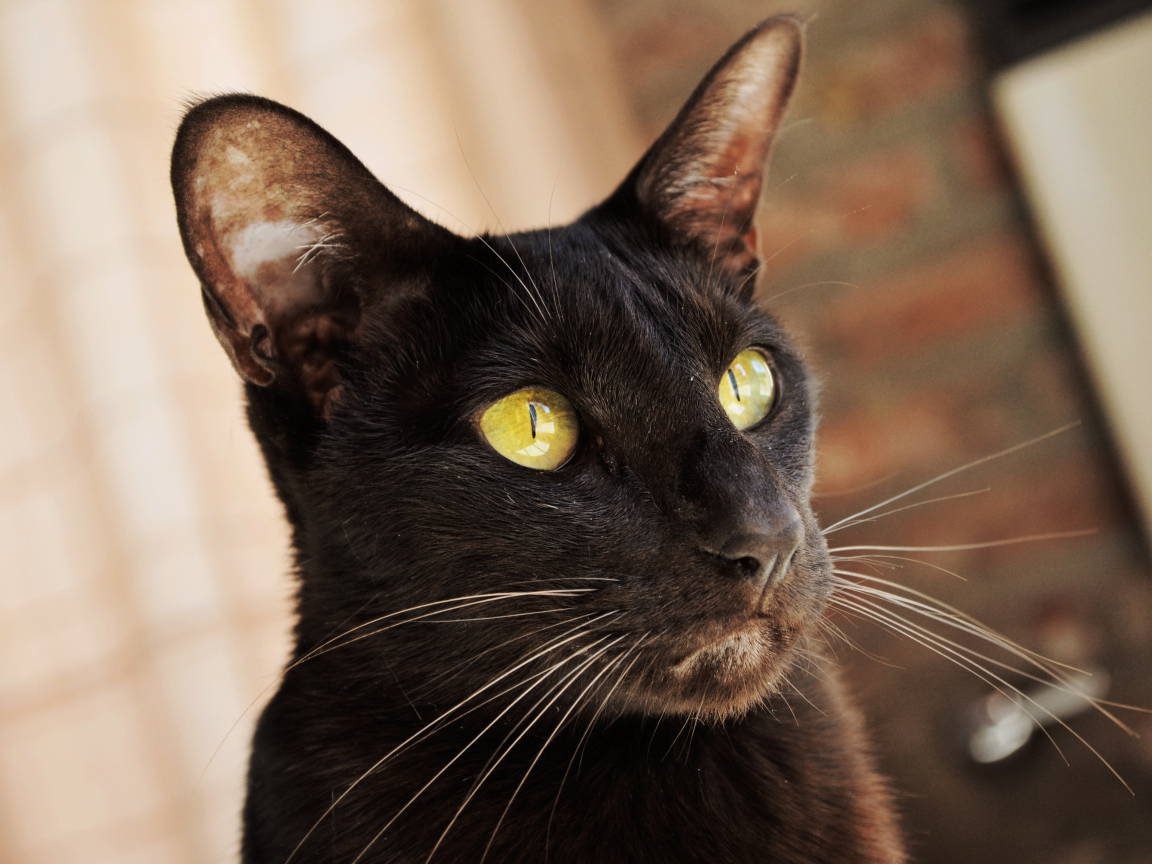 Желтоглазая ориентальная короткошерстная кошка