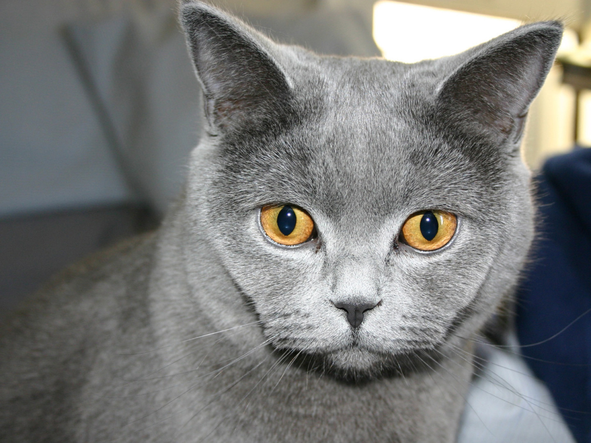 Желтоглазая русская голубая кошка