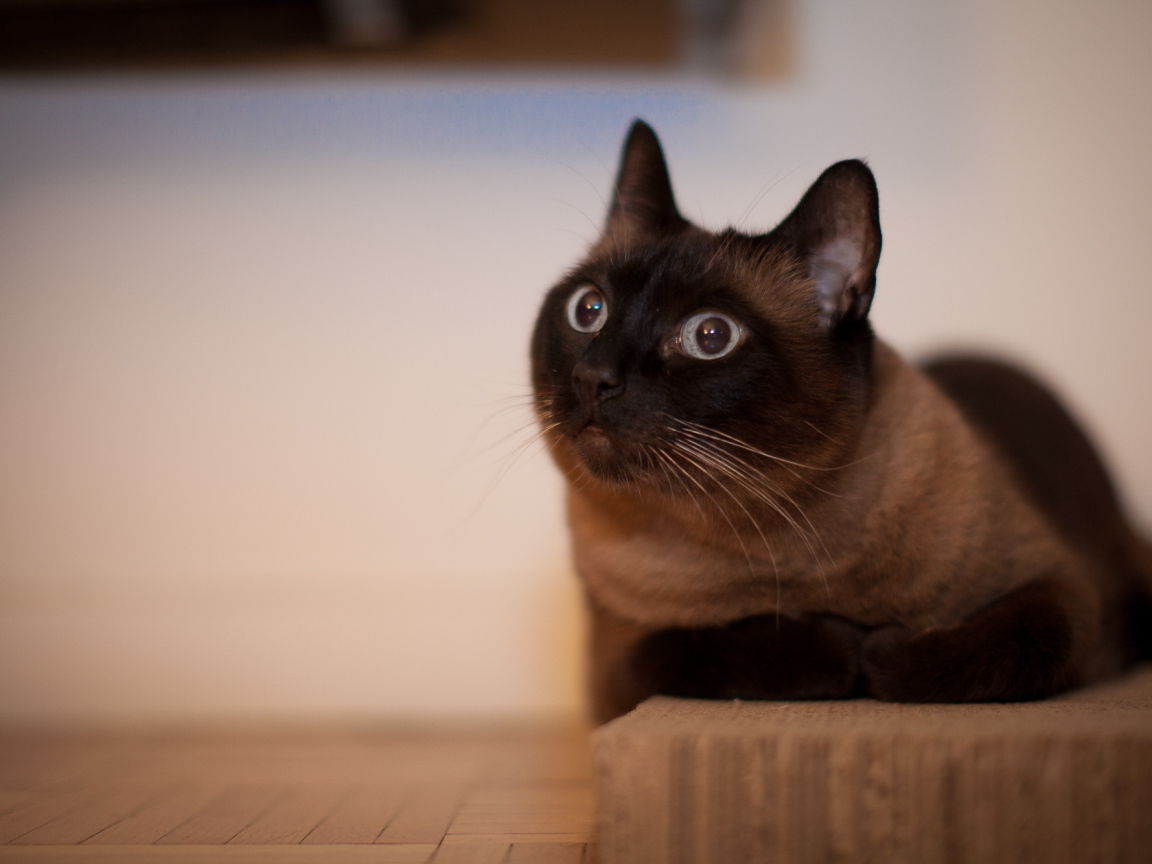 Йоркская шоколадная кошка