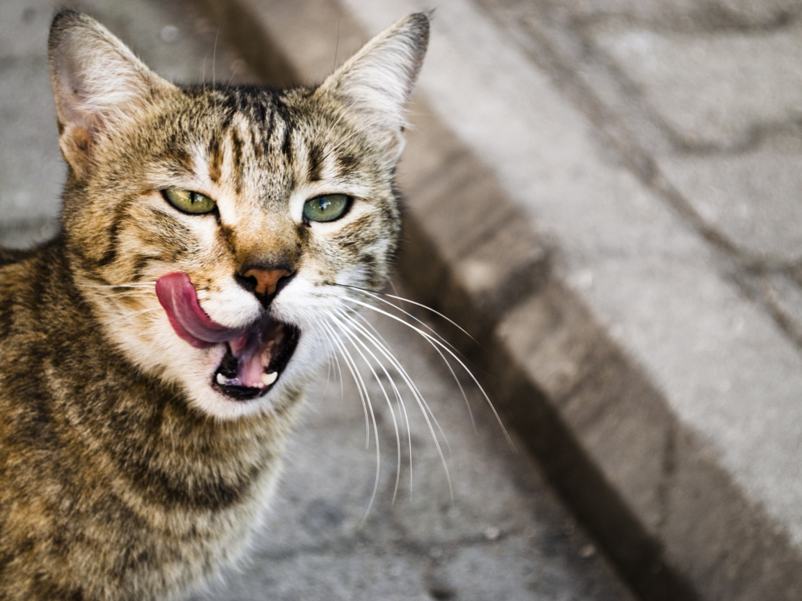 Кот облизывается