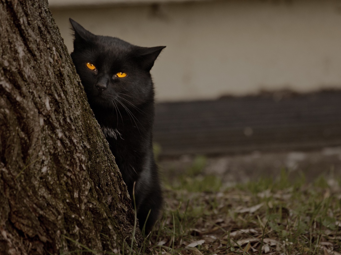 	  Black cat behind the tree