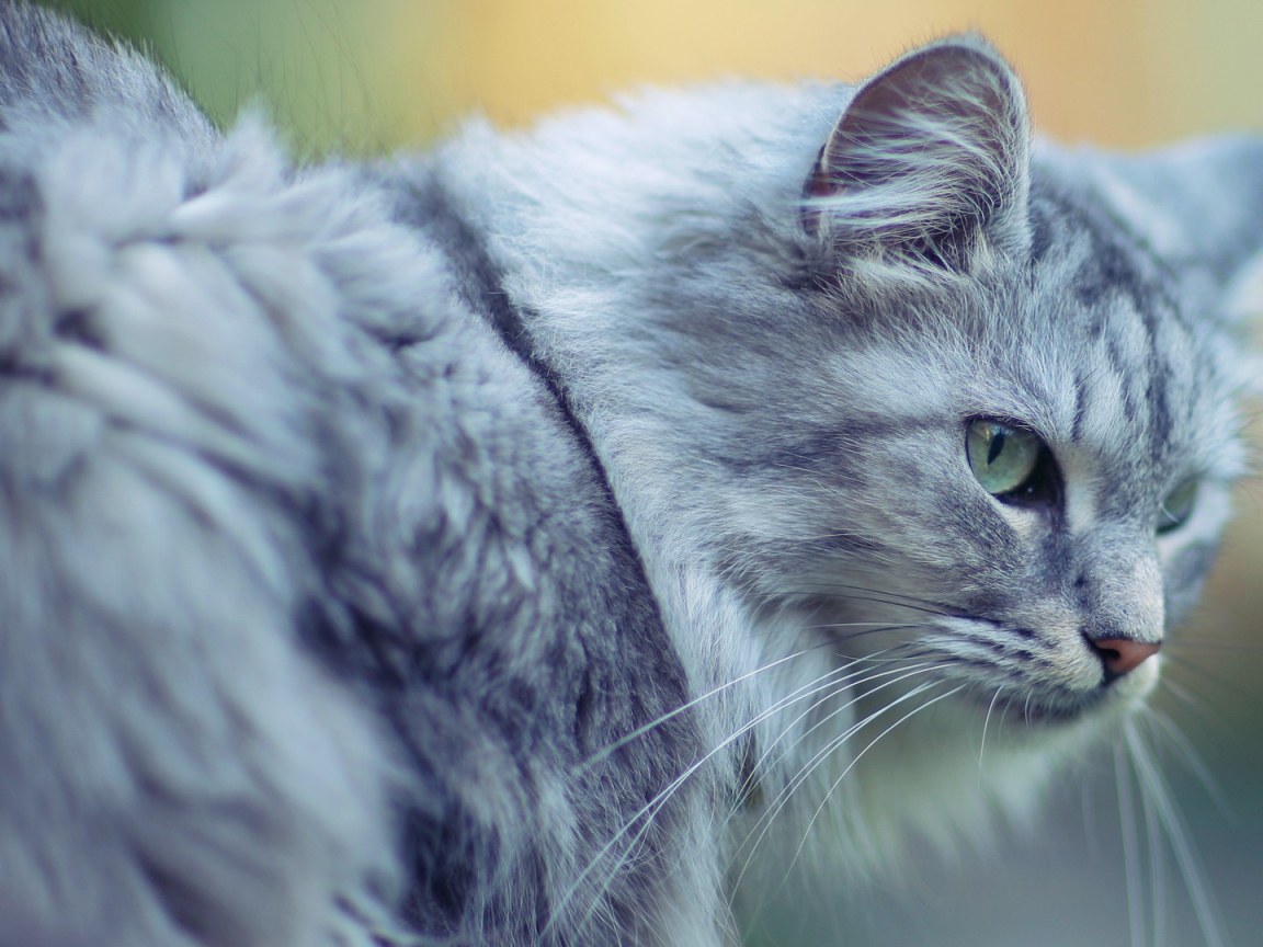 Голубой кот