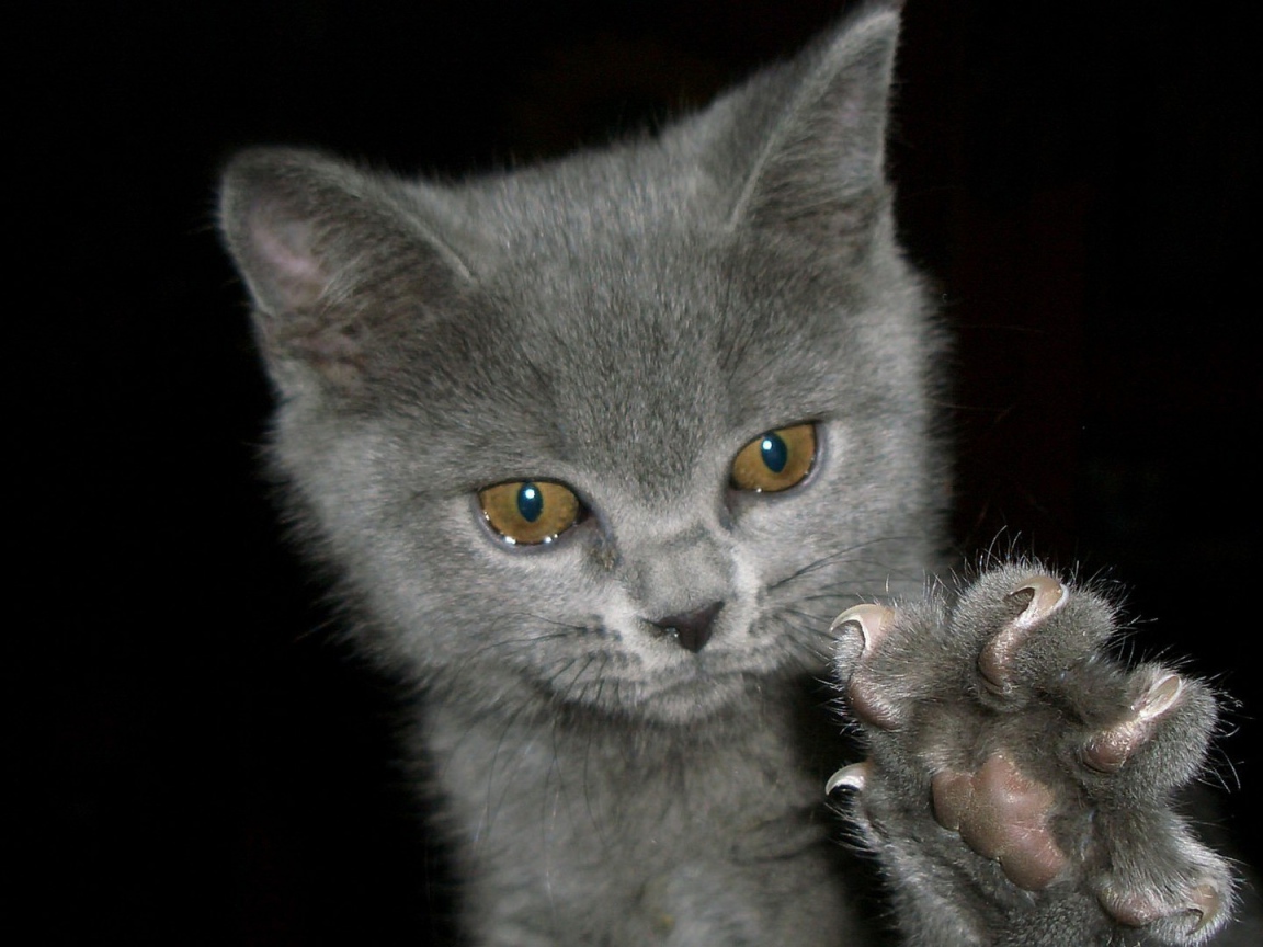 Котенок выпустил когти