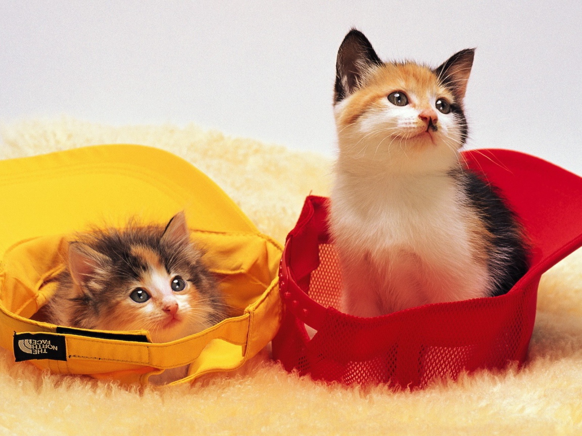 Котята в кепках