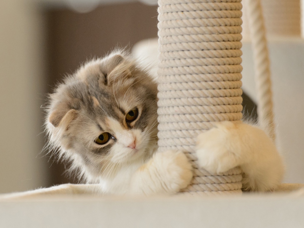 Игривый котенок