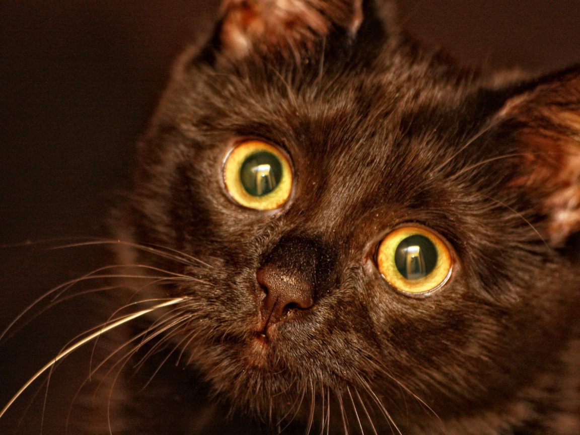 Круглые глаза у кота