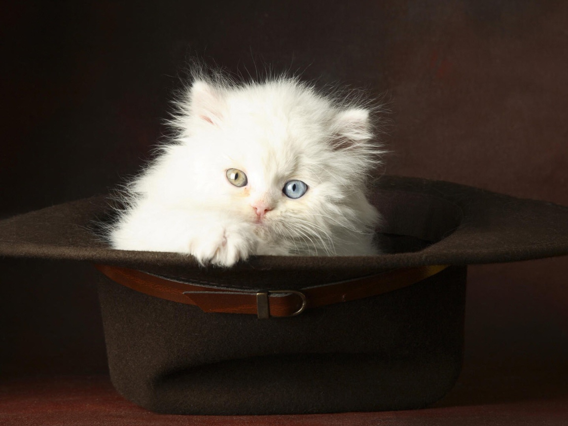 Белый котенок в шляпе