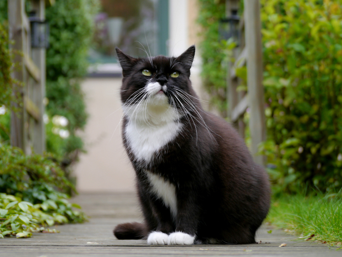 Черно белый кот