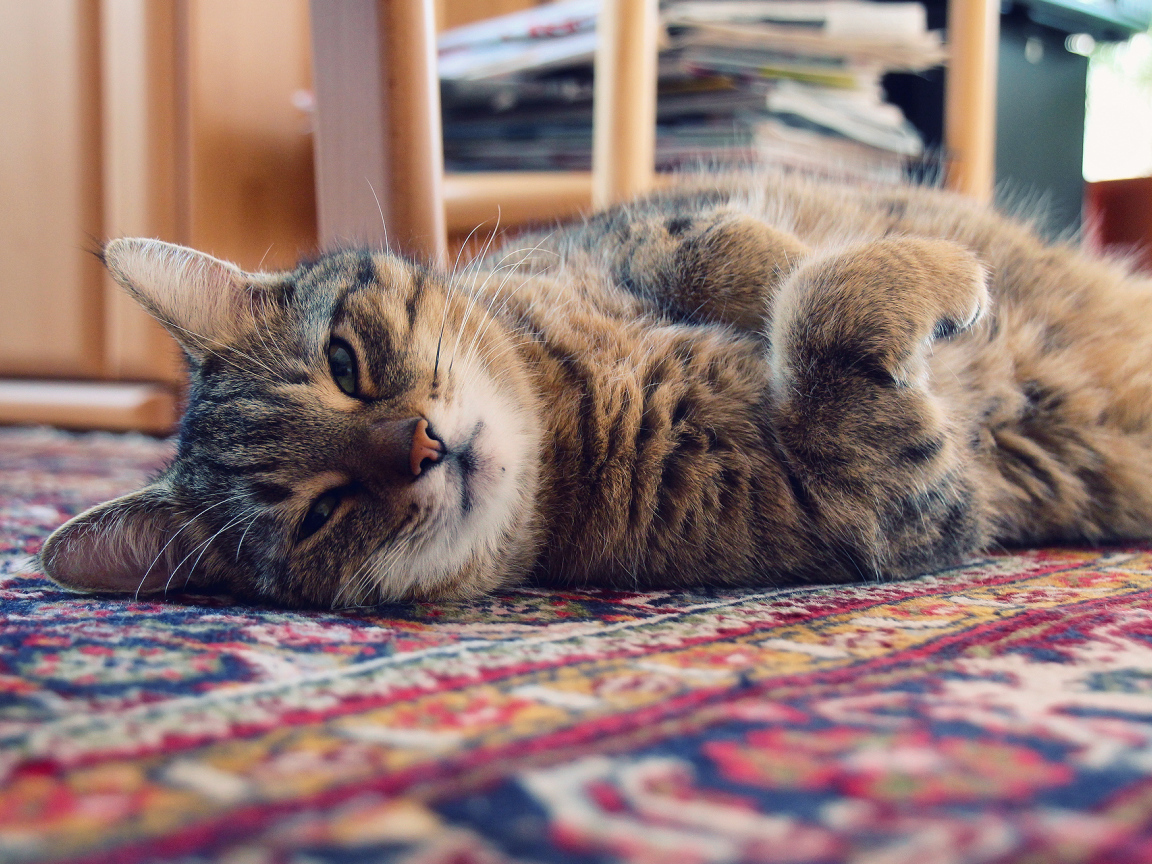 Кошка лежит на ковре