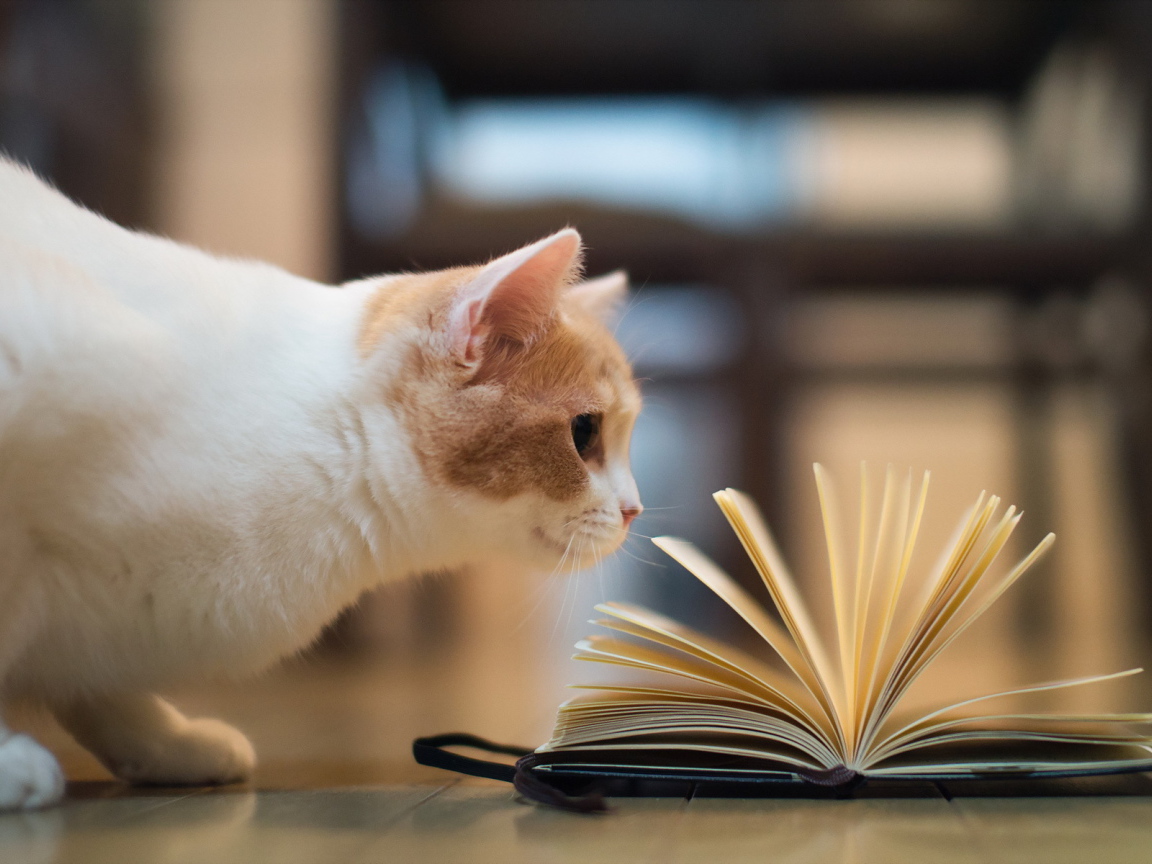Кошка играет книгой