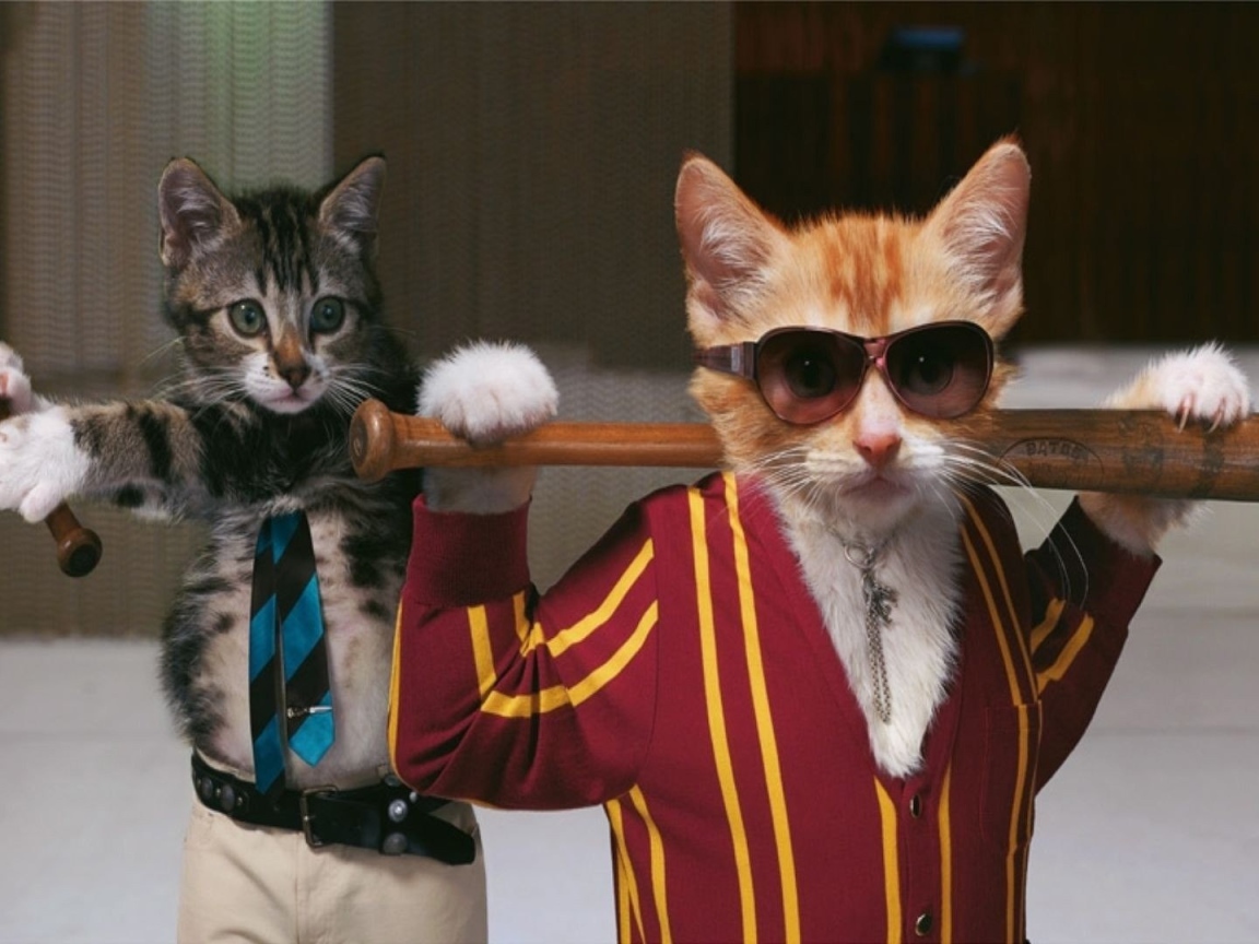 Коты с битами