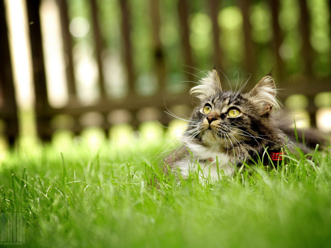 Серый кот лежит на траве