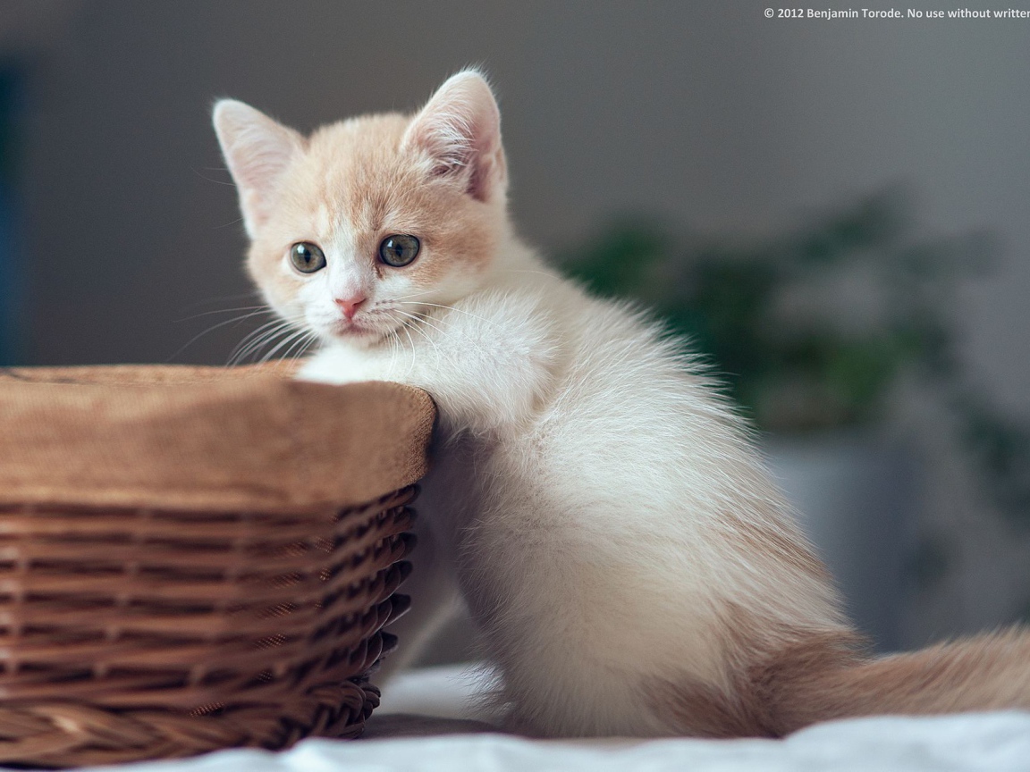 Котенок у корзины