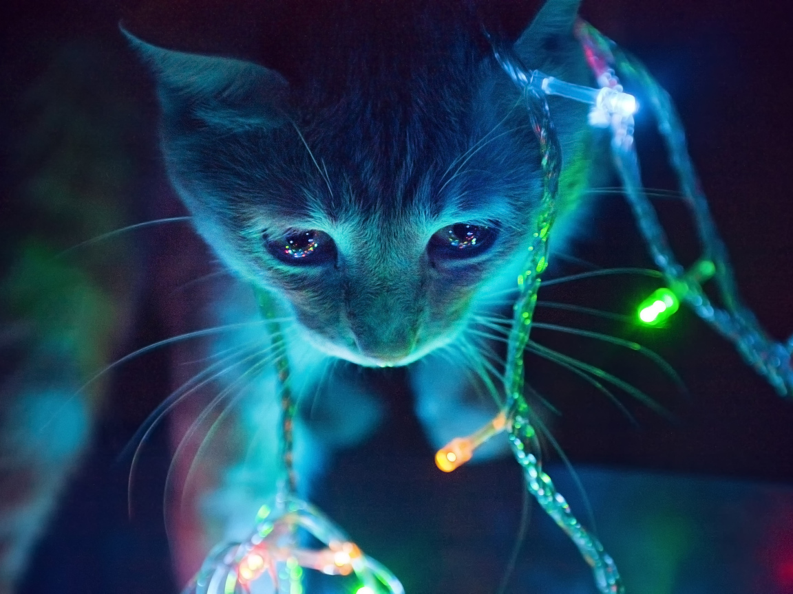 Котенок в свете гирлянды