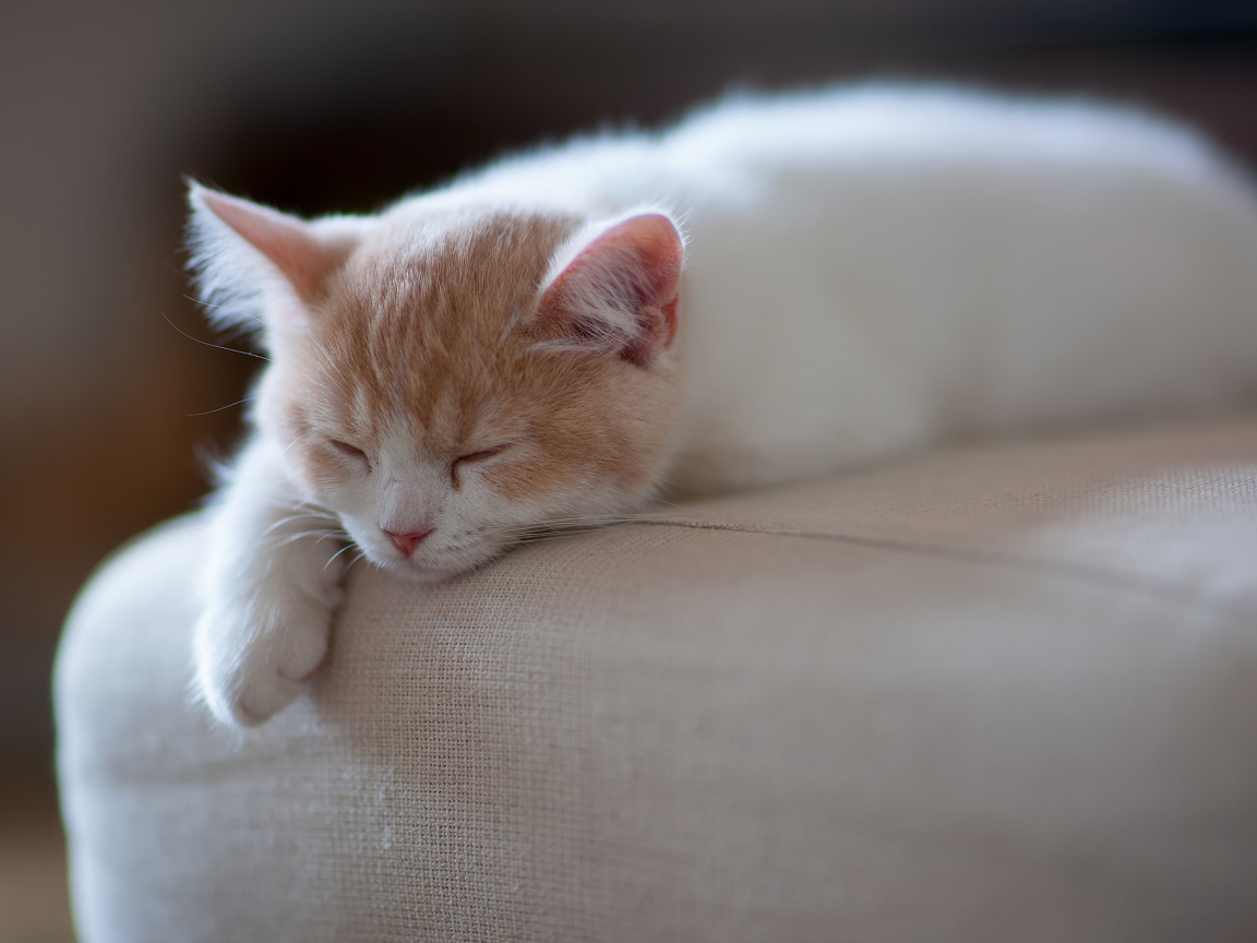 Котенок спит