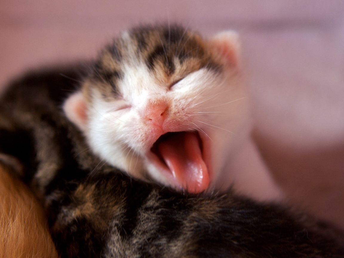 Котенок зевает