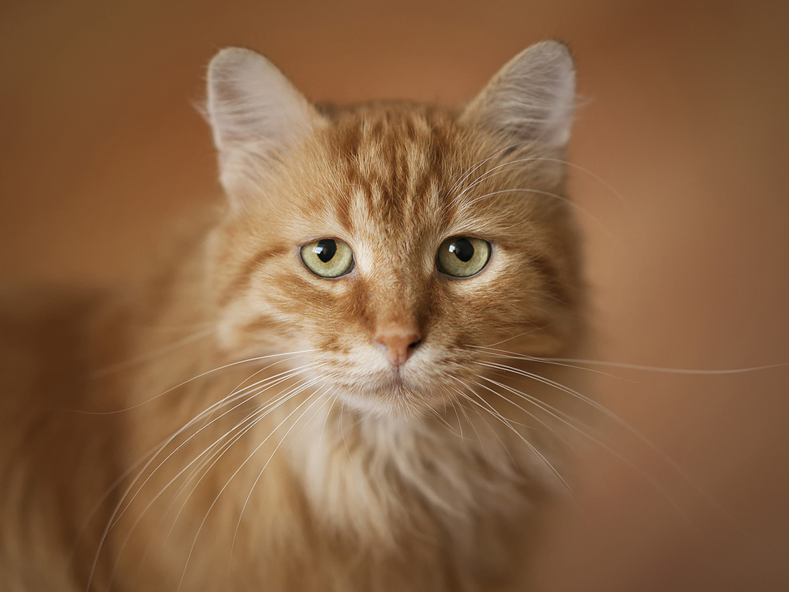 Портрет рыжего кота